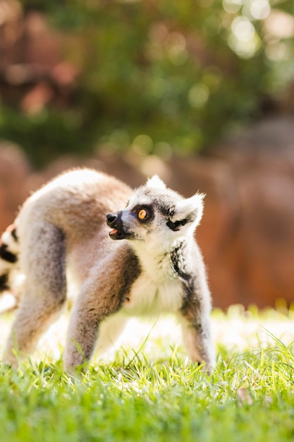 Gratis Foto lemur