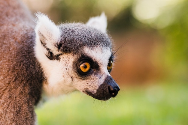 Gratis Foto lemur