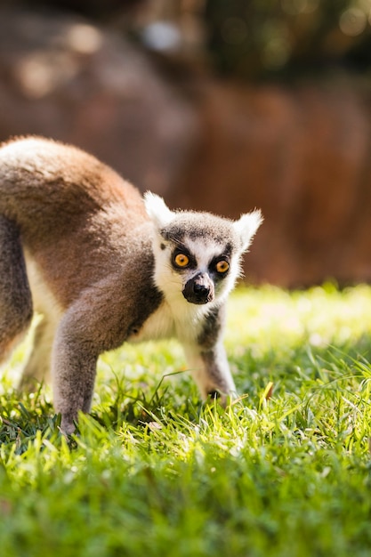 Gratis Foto lemur