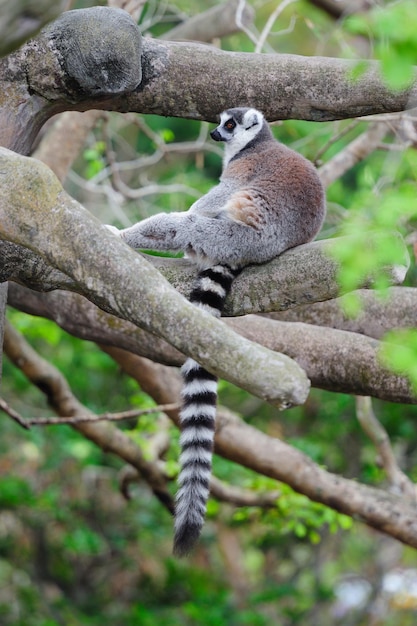 Gratis Foto lemur