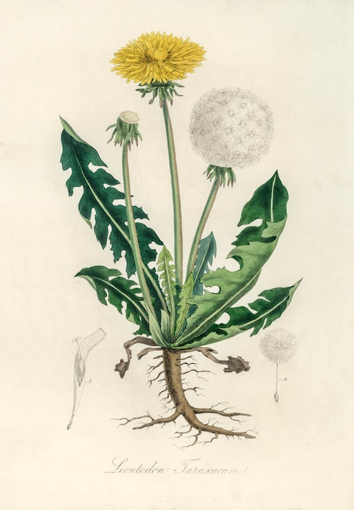 Gratis Foto leontodon taraxacuma-illustrasjon fra medical botany (1836)