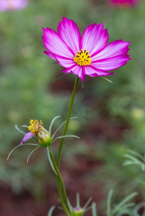 Gratis Foto lilla kosmosblomster