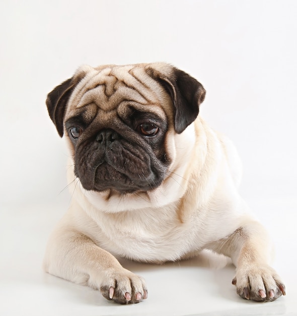 Gratis Foto mops isolert på en hvit bakgrunn