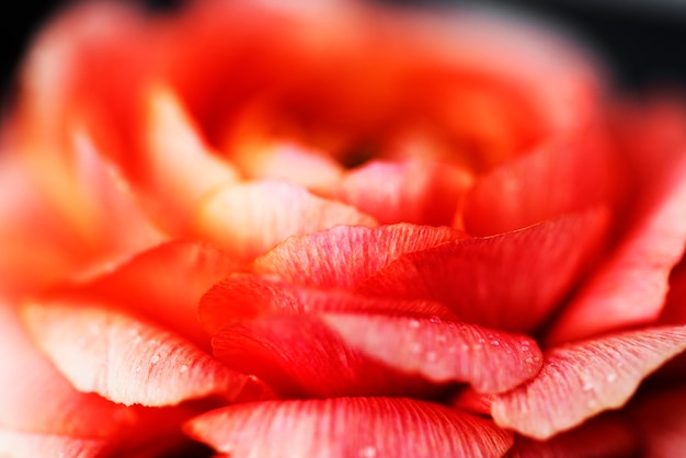 Gratis Foto nærbilde av blomstrende rosa rose