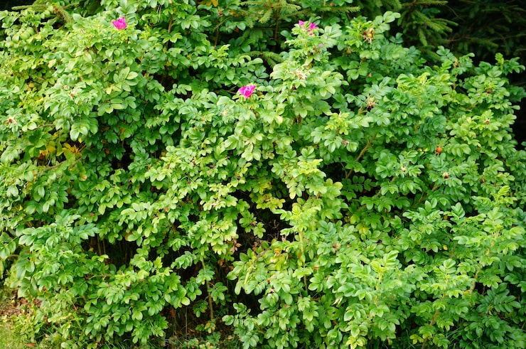 Gratis Foto nærbilde av en busk med noen få rosa blomster