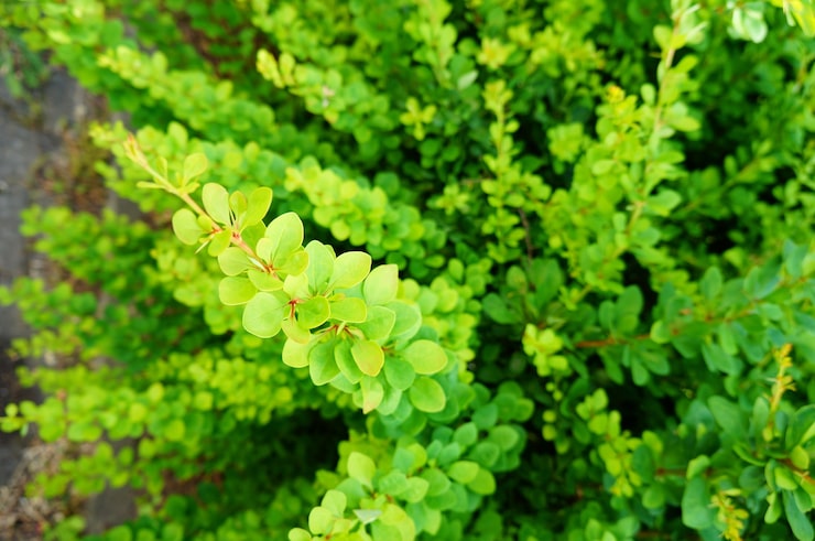 Gratis Foto nærbilde av en plante med grønne blader - flott for en bakgrunn