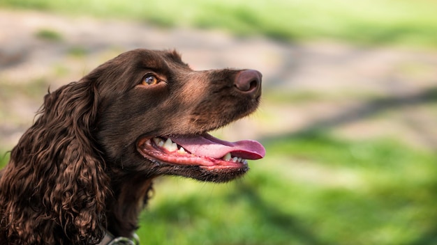 Gratis Foto nærbilde av en tysk spaniel