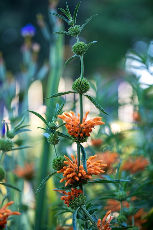 Gratis Foto oransje blomst som blomstrer
