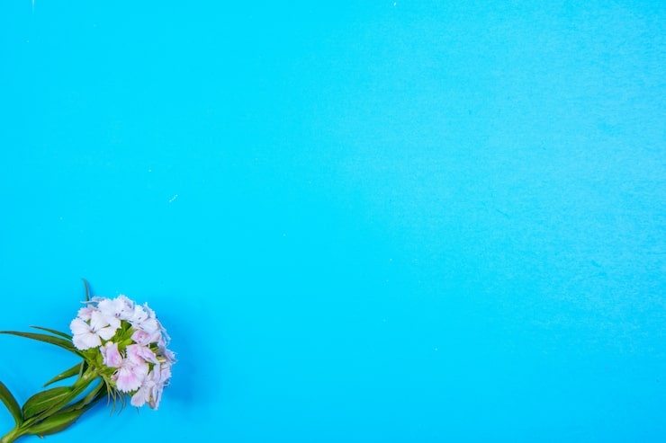 Gratis Foto oversikt ovenfra, kopiplass, hvit blomst på en blå bakgrunn