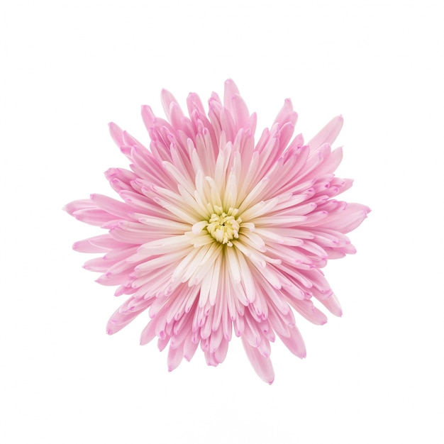 Gratis Foto rosa blomst