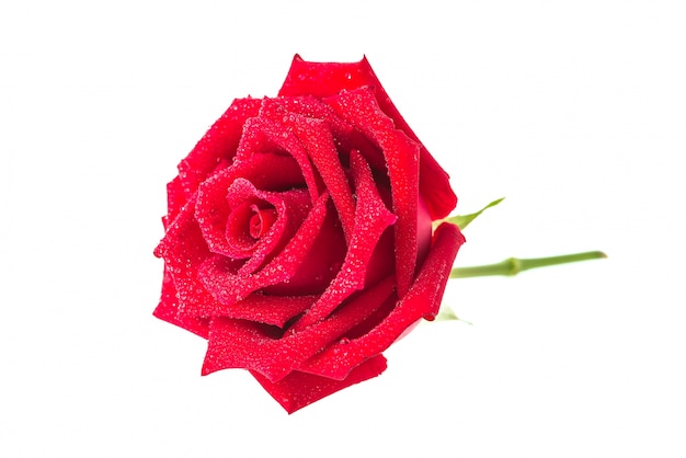Gratis Foto rose på hvit bakgrunn