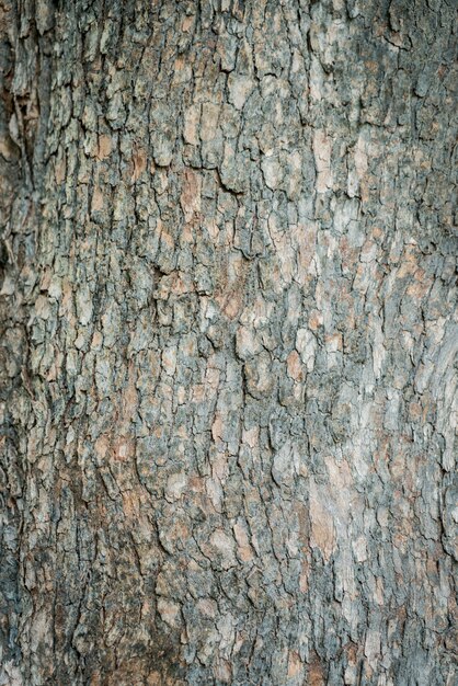 Gratis Foto trebark