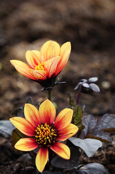 Gratis Foto vertikalt bilde av blomster med røde og gule kronblader