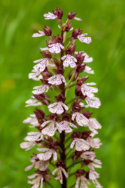 Gratis Foto vertikalt bilde av den brente orkideblomsten