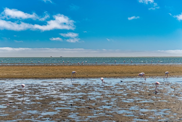 Gratis Foto walvis bay namibia 16. april 2024