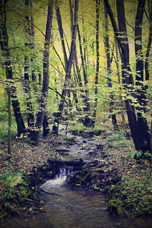 Gratis Foto "bæk i efterårsskov"