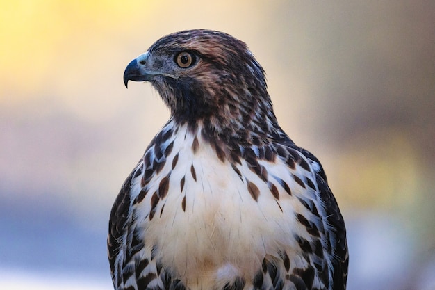 Gratis Bild fågel närbild
