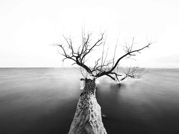 Gratis Foto gråtone af et træ med bare grene i havet under sollyset