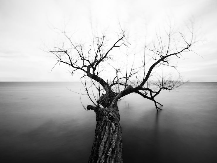 Gratis Foto gråtone af et træ med bare grene i havet under sollyset