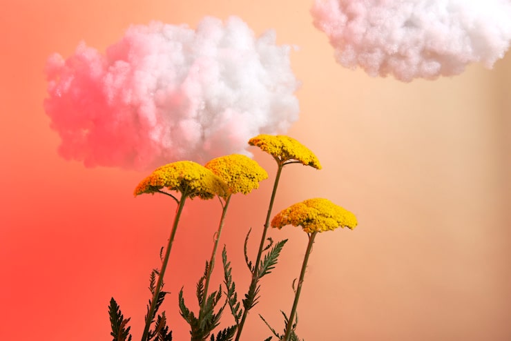 Gratis Foto gule blomster og skyer