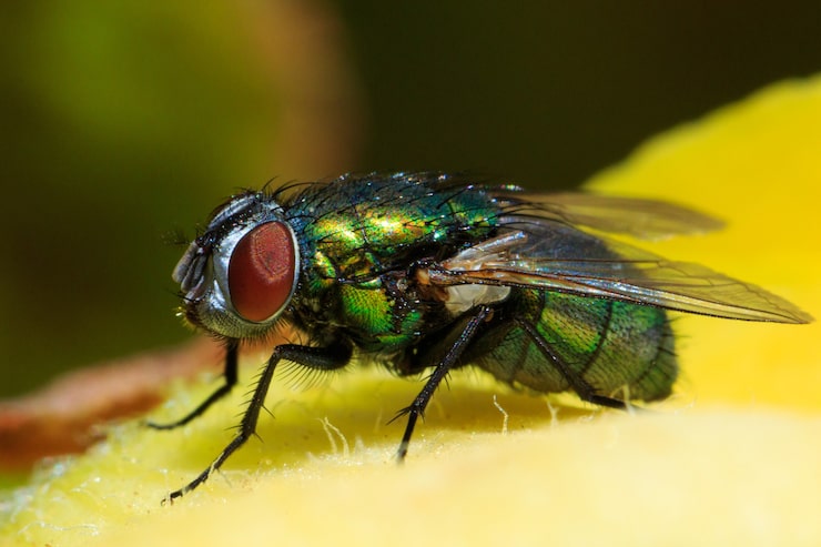 Gratis Bild makrobild av en vanlig grön spyfluga på ett löv i solljuset
