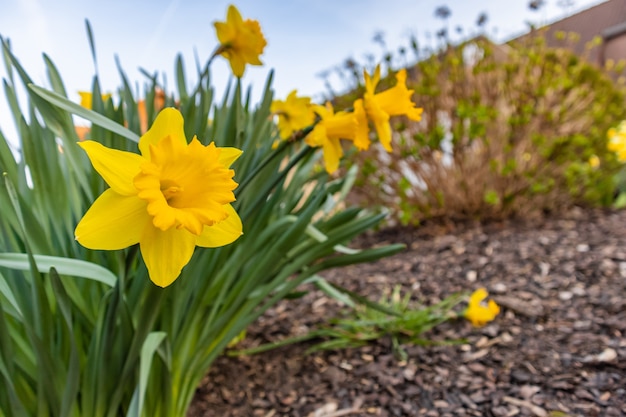Gratis Bild närbild av en gul blomma