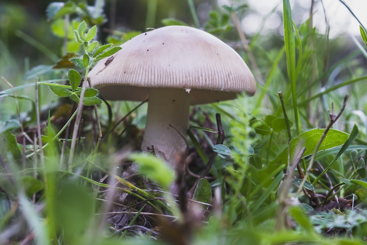 Gratis Bild närbild av shiitakesvamp