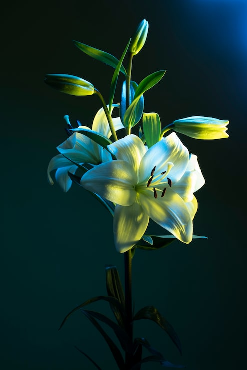 Gratis Foto orkideblomst mod blå baggrund