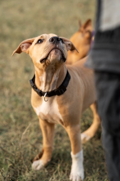 Gratis Foto pitbull der kigger op på sin ejer