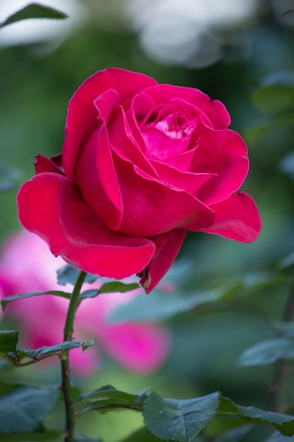 Gratis Foto rød rose blomst i en have