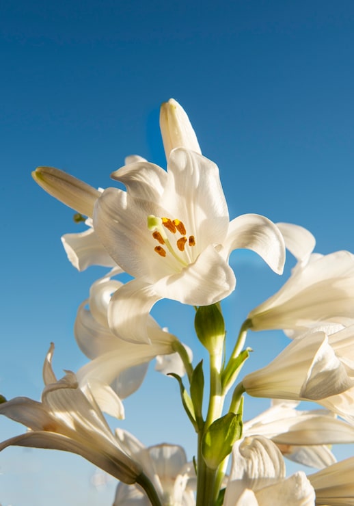 Gratis Foto smukke blomster med blå baggrund