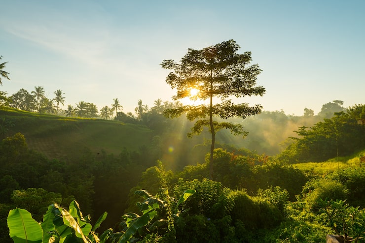 Gratis Foto solopgang over balis jungle