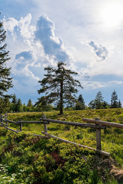 Gratis Bild vacker bild av schwarzwald, tyskland