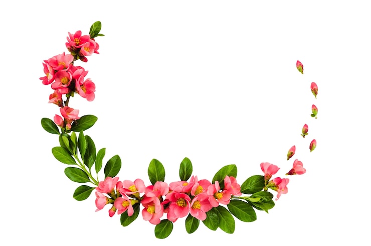 Gratis PSD blomsterramme isolert