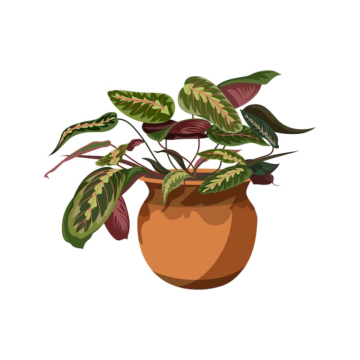 Gratis PSD detaljeret plante isoleret