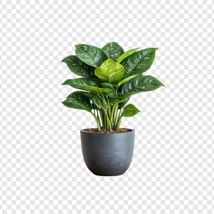 Gratis PSD en frodig dieffenbachia-plante i en elegant grå potte
