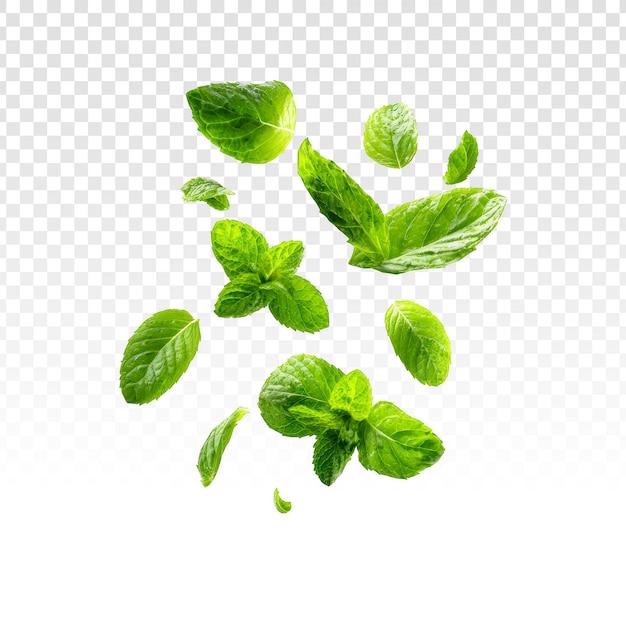 Gratis PSD färska mintblad faller