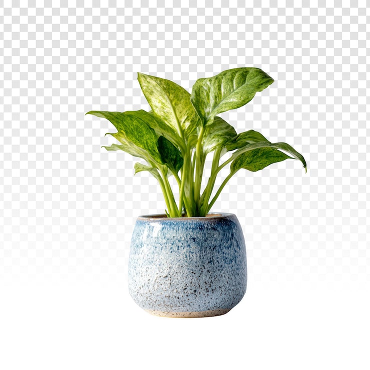 Gratis PSD grønn potteplante i blå keramikkpotte