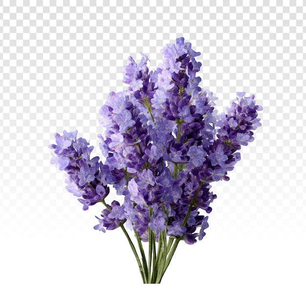 Gratis PSD isolerad bukett lavendelblommor