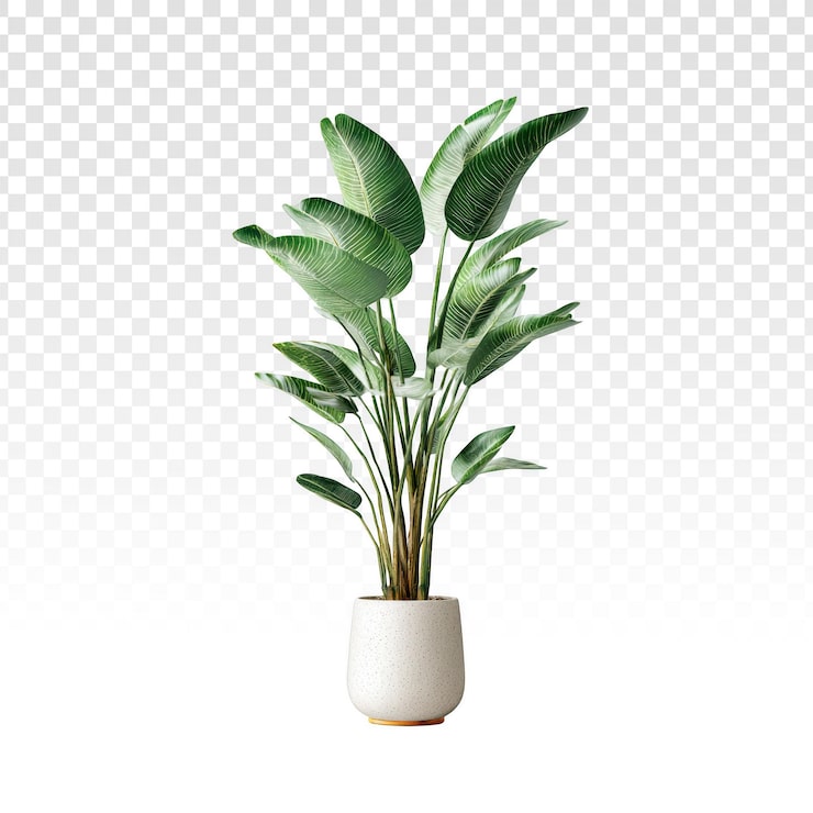 Gratis PSD isoleret pottet paradisfugleblomst