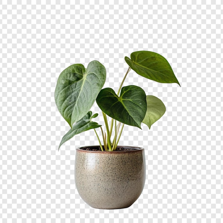 Gratis PSD levende grøn anthurium plante i en grå potte