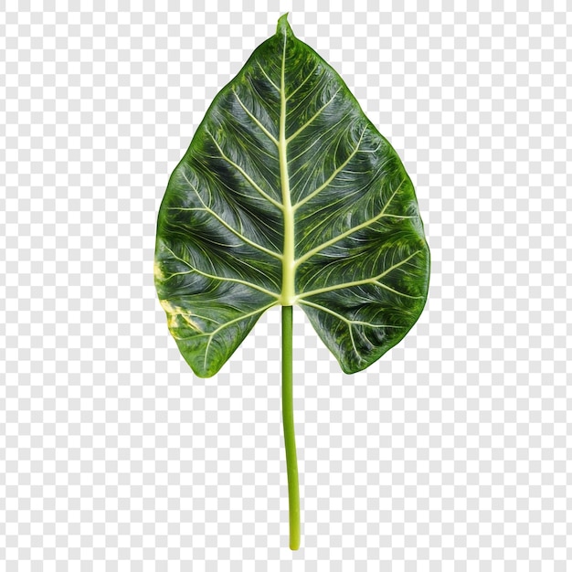 Gratis PSD levende grønt philodendron-blad nærbilde