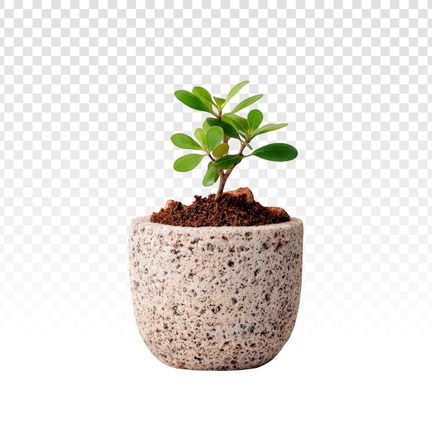 Gratis PSD liten grön växt i stenkruka