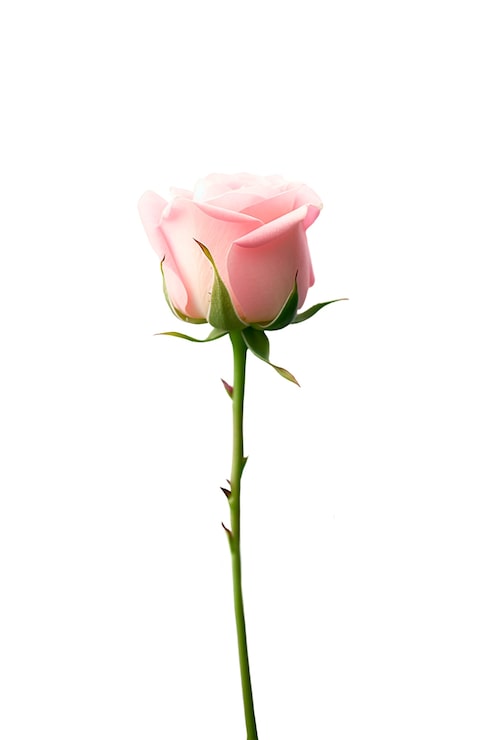 Gratis PSD nærbilde av roser isolert