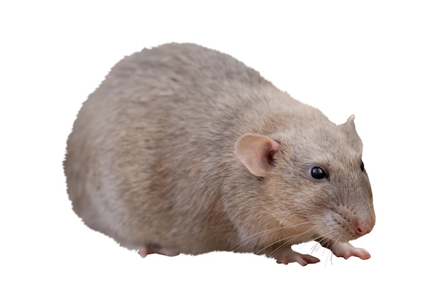 Gratis PSD närbild på isolerad råtta