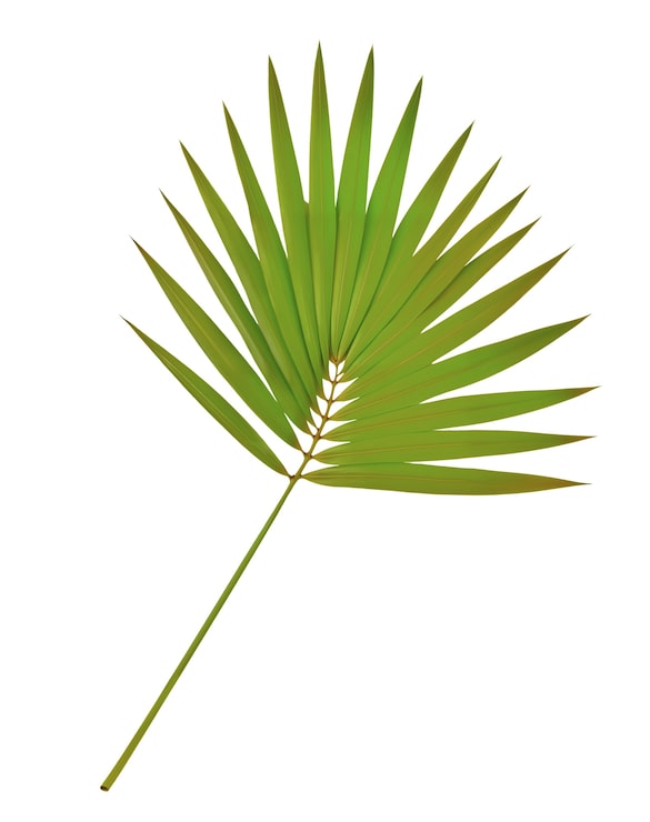 Gratis PSD palmblad isolerat