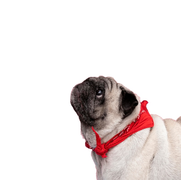 Gratis PSD se nuttet mops