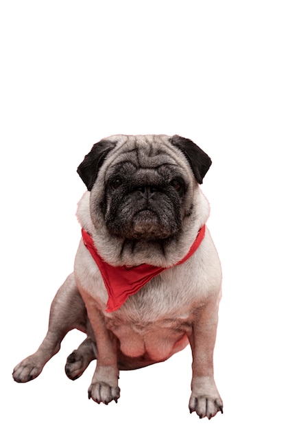 Gratis PSD se nuttet mops
