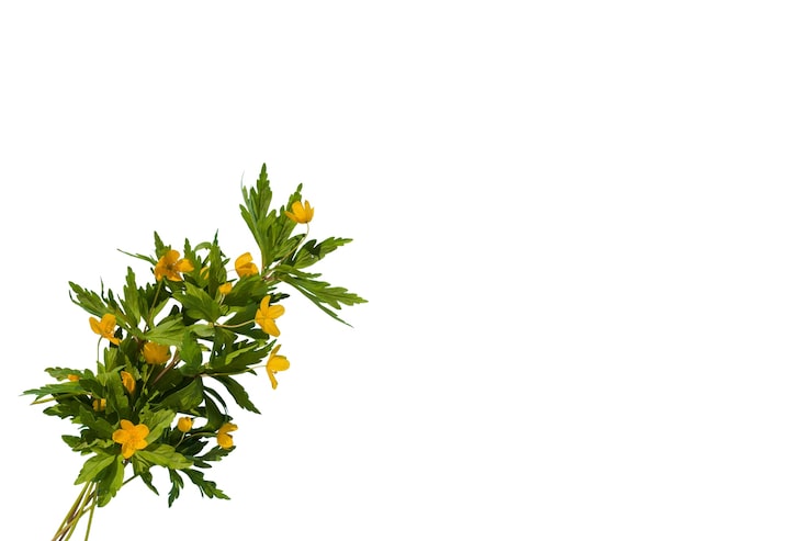 Gratis PSD smukke blomster isoleret