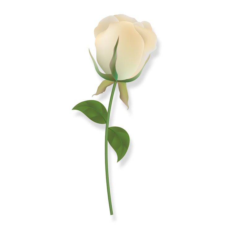 Gratis PSD sorgeelement med hvit rose